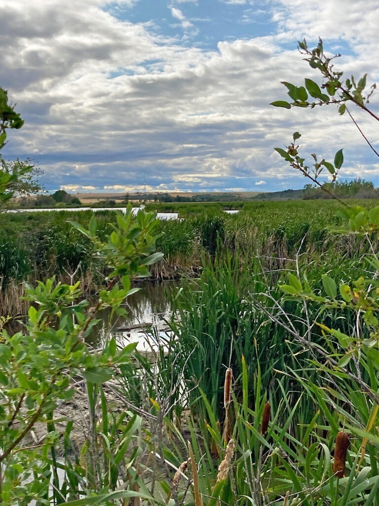 Peace Region wetland