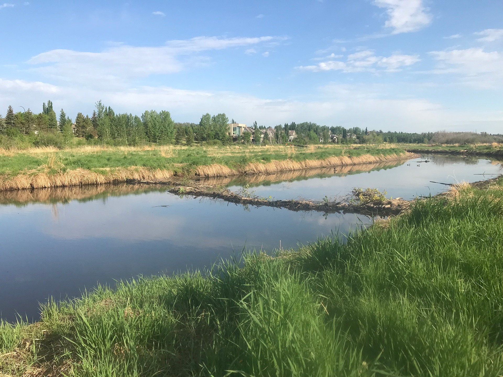 St Albert View of calm river with what looks like a beaver dam, lined by grasses, urban developments in the background
