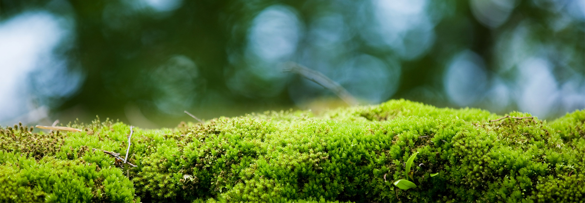 moss cover in focus - cc miya227 via canva